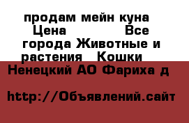 продам мейн куна › Цена ­ 15 000 - Все города Животные и растения » Кошки   . Ненецкий АО,Фариха д.